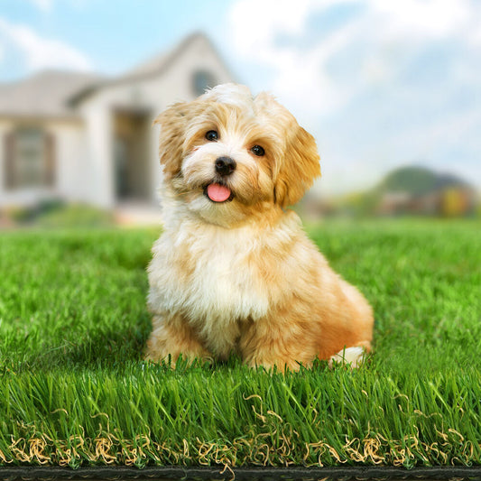 OTANIC Artificial Grass 30mm 2x5m Synthetic Turf 10SQM Roll Fake Yarn Lawn